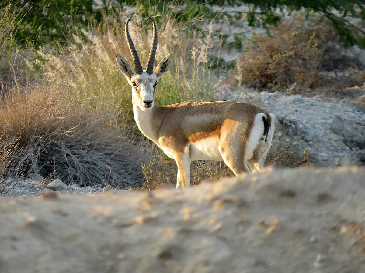 A mountain range in a national park